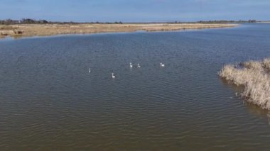 4K drone videosu. Bir grup pelikan bataklık gölünde yüzerken havalanıyorlar.