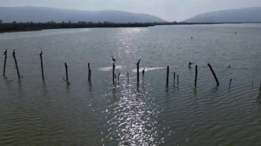 Sulak arazide ve taşkın ovasında doğal kuş yuvası. Büyük bir grup karabatak kuş. .