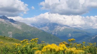 Sarı çiçeğin yavaş çekim videosu, Ushba 'da çiçek sarısı rengi Kafkasya Dağlarının önemli zirveleri