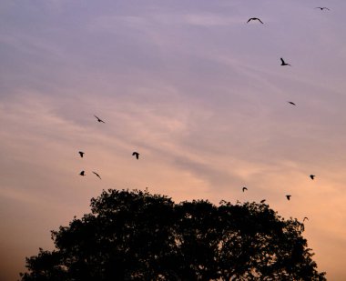 Sunset photo of nature, birds silhouette over the huge tree. clipart