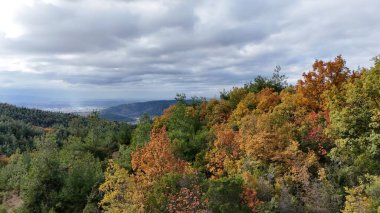 Sonbahar fotoğrafı. Sonbahar renkleri, sarı, kırmızı ve yeşil çam ağaçları orman gölü ve şehir arkaplanı.