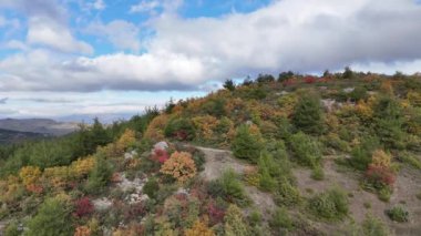 Sonbaharın 4k drone videosu. Sonbahar renkleri, sarı, kırmızı ve yeşil çam ağacı ormanı.