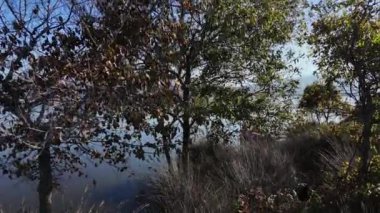 Ağaçların Hava Görüntüsü ve Sel Ovası Gölü: 4K Drone Görüntüsü