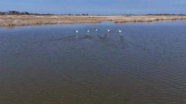 Bir kuş sürüsü Karacabey sel ovasının sakin sularında uçuyor.