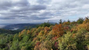 4k drone videosu: Yeşil ve altın yeşilliklerin karışımına sahip pitoresk bir sonbahar manzarası