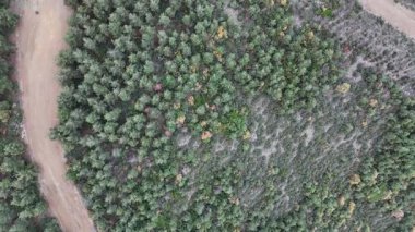 Yukarıdan Aşağıya İnsansız Hava Aracı Görünümü, Rüzgarlı Yol ve Parça ile kesişen, Doğanın ve İnsan Aktivitesi 'nin soyut bir hava kompozisyonu ile karışımını vurgulayan, Rüzgarlı Yol ve Yol ile kesişen Lush Autumn Forest' i gözler önüne serer.