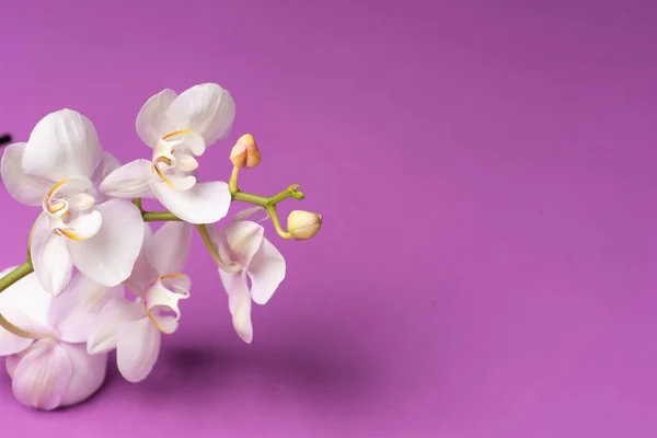 Flor Fresca Orquídea Mola Fundo Roxo Com Espaço Cópia — Fotografia de Stock