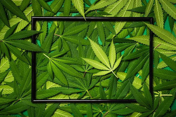 Big green marijuana leaves in a pile photographed close up, in a wooden frame