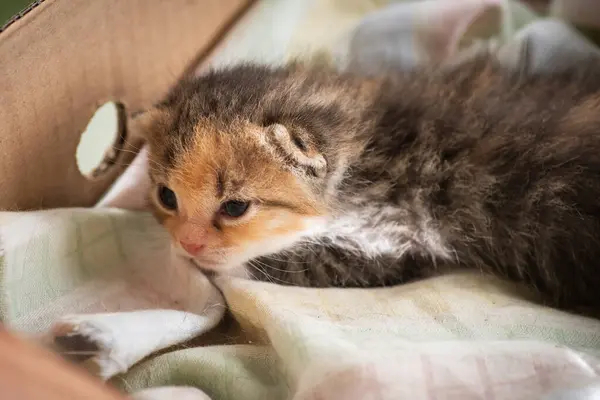 Tiny sleepy newborn colorful kitten lying in a box