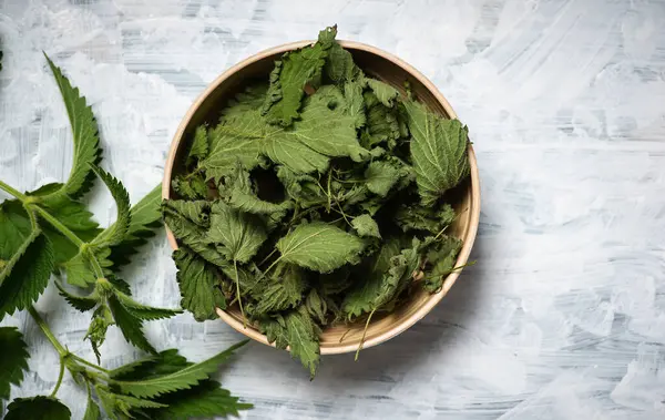 stock image Dried nettle leaves in a bowl and fresh green nettle plant on the table.With copy space