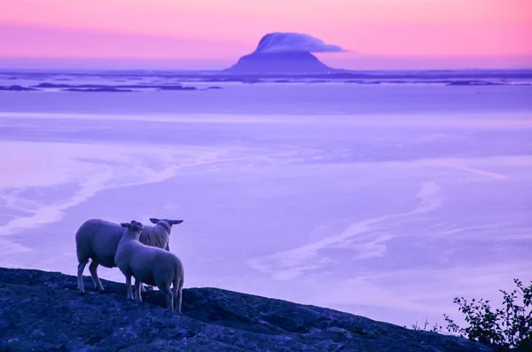 Сцена Сумерках Овца Скале Видом Море Небольшие Острова Северной Норвегии — стоковое фото