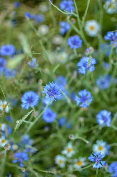 Όμορφα Λουλούδια Μπλε Φόντο — Φωτογραφία Αρχείου