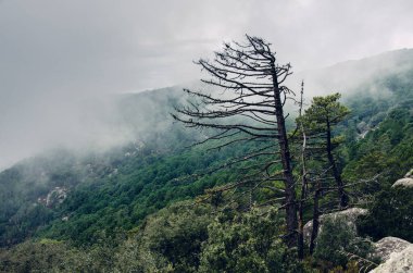 Korsika, Fransa ve Avrupa 'da sabah sisinde solmuş ağaç