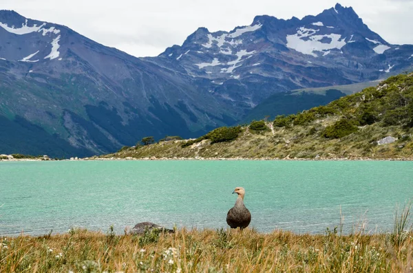 Ptak Nad Pięknym Błękitnym Jeziorem Laguna Esmeralda Tierra Del Fuego — Zdjęcie stockowe