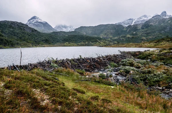 Biberdamm Gebirge Dientes Navarino Patagonien Chile Südamerika — Stockfoto