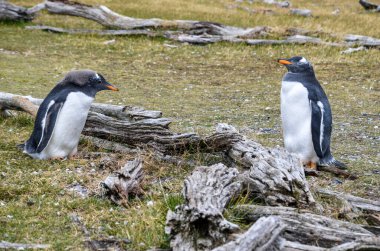 Birbirine bakan iki gentoo pengueni, Arjantin, Güney Amerika