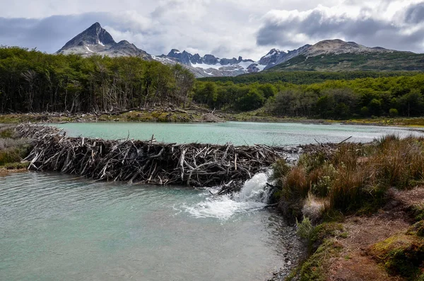 Bobří Hráz Modré Řece Národním Parku Tierra Del Fuego Ushuaia — Stock fotografie