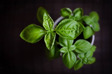 Beyaz tencerede taze fesleğen bitkisi var. Yukarıdan, koyu arkaplanda.