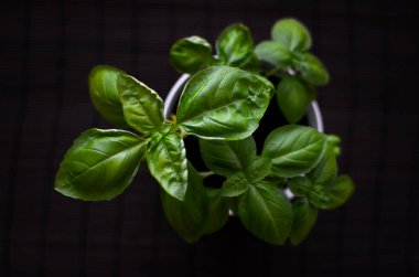 Beyaz tencerede taze fesleğen bitkisi var. Yukarıdan, koyu arkaplanda.