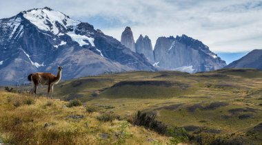 Guanaco poz veriyor, ünlü Şili milli parkı Torres del Paine arka planda, Şili, Patagonya, Güney Amerika