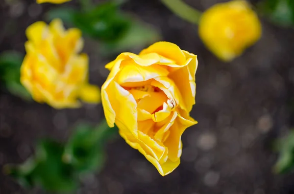 Tulipes Jaunes Poussant Dans Jardin Haut — Photo