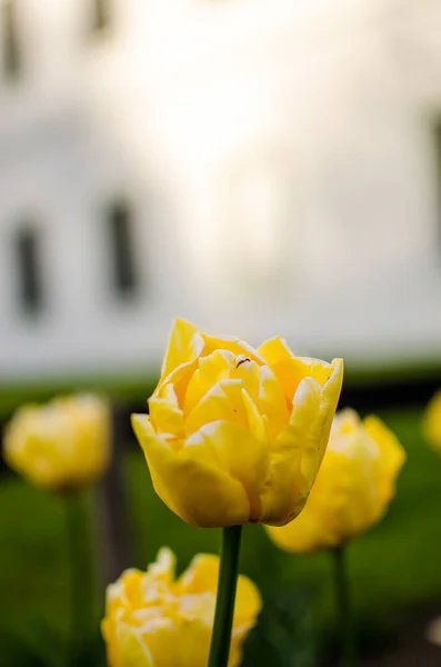 Gelbe Tulpen Wachsen Garten — Stockfoto