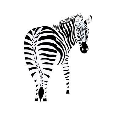 Isolated cute zebra colored sketch Vector illustration