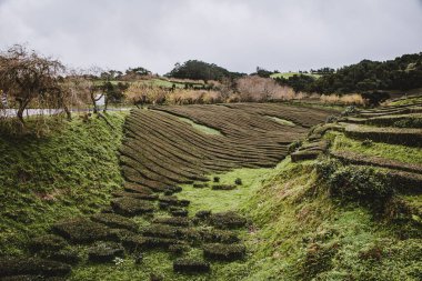 Sao Miguel adasındaki çay çiftliği. Azores takımadaları, Portekiz.