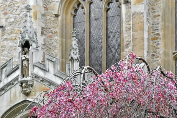 Голе Дерево Рожевим Листям Церквою Задньому Плані — стокове фото