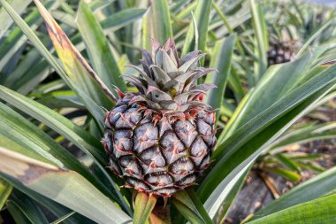 Azores Takımadası 'ndaki Sao Miguel adasındaki bir çiftlikteki ana bitkisindeki bir ananas.