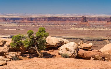 Candlestick Kulesi, Canyonlands Ulusal Parkı 'nın Gök Bölgesi' ndeki adada. Önünde bir ardıç var.