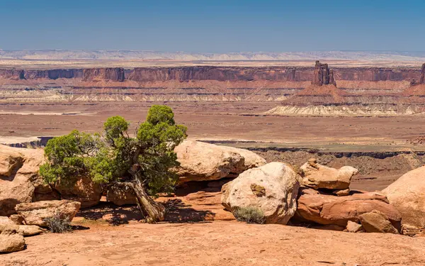 Candlestick Kulesi, Canyonlands Ulusal Parkı 'nın Gök Bölgesi' ndeki adada. Önünde bir ardıç var.