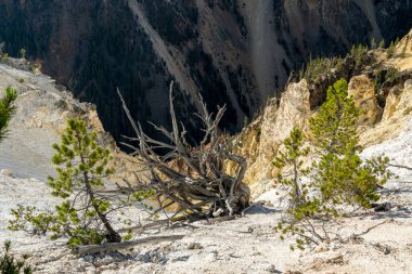 Yellowstone 'un Büyük Kanyonu' nun dik yamacı kuzey kenarındaki Yedi Mil Delik Yolu 'ndan görülüyor.