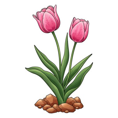 Yeşil Yapraklı İki Pembe Lale Vektör İllüstrasyonu