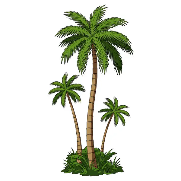 Tropikal Palmiye Ağacı Vektör İllüstrasyonu Yaz ve Plaj Temaları