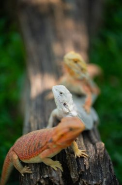 Sakallı ejderha bulanık sırtlı