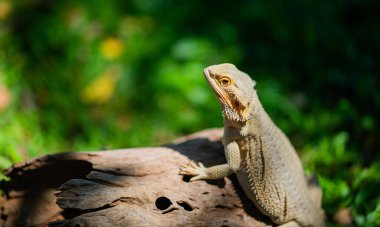 Sakallı ejderha bulanık sırtlı