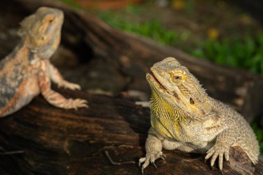 Sakallı ejderha bulanık sırtlı
