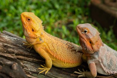 Sakallı ejderha bulanık sırtlı