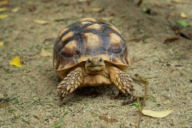 Sucata tortoise on the groun