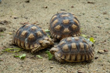Sucata kaplumbağası.