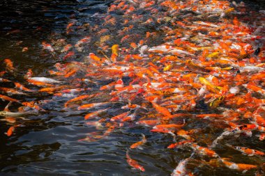 carp fish pond background, colorful background, Fancy car