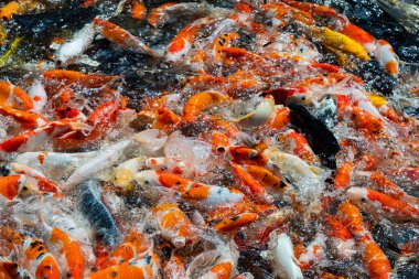 sazan balığı havuzu arka planı, renkli arka plan, süslü araba.