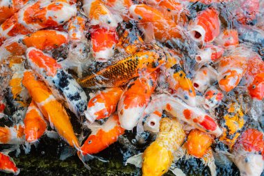 sazan balığı havuzu arka planı, renkli arka plan, süslü araba.