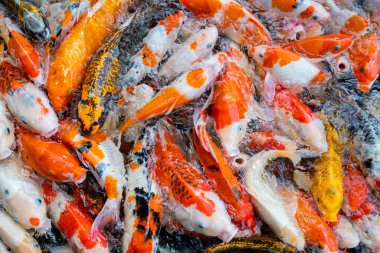 sazan balığı havuzu arka planı, renkli arka plan, süslü araba.