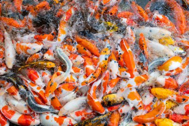 sazan balığı havuzu arka planı, renkli arka plan, süslü araba.