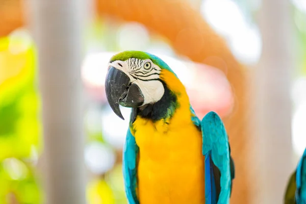 Etetés Papagáj Természet Madár Maca — Stock Fotó