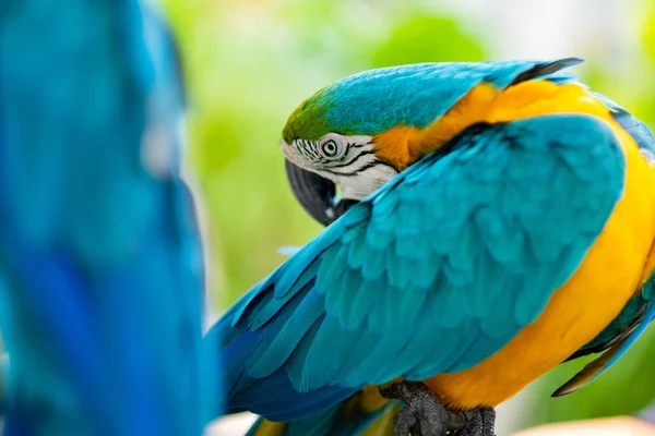 Etetés Papagáj Természet Madár Maca — Stock Fotó