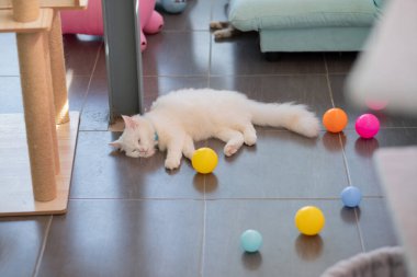 Kedi yerde uyuyor, sevimli hayvan.