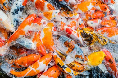 sazan balığı havuzu arka planı, renkli arka plan, süslü araba.